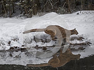 Mountain Lion racing along the pond