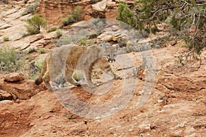 Mountain Lion Red Rock Country