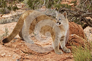 Mountain Lion Red Rock Country