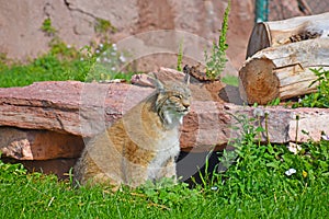 Mountain lion resting