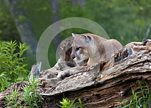 Mountain Lion Resting on a Log