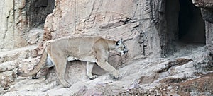 A Mountain Lion Returns to its Lair After Hunting