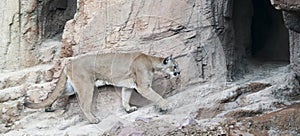 A Mountain Lion Returns to its Lair After Hunting photo