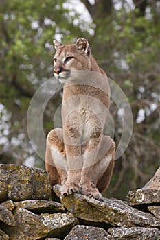 Mountain Lion on rocks