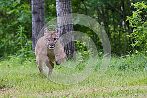 Mountain lion running