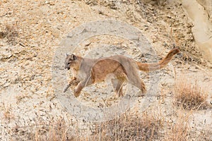 Mountain lion running