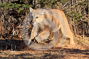 Mountain lion running towards deer