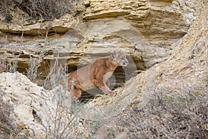 Mountain lion`s den