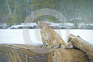 Mountain lion sitting on ridge