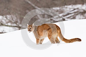 Mountain lion on snowy ridge