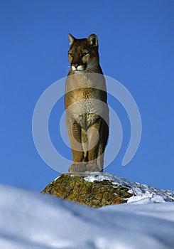 Mountain Lion on Snowy Rock