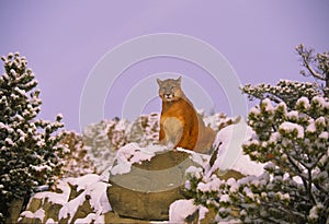 Mountain Lion on Snowy Rock