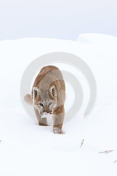 Mountain lion stalking