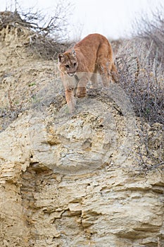 Mountain lion stalking on prey