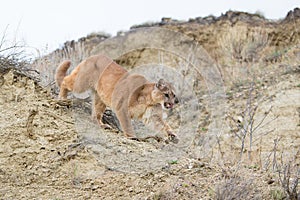 Mountain lion stalking on prey in canyon photo