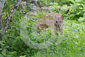 Mountain lion stalking prey in green grass