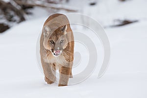Mountain lion stalking in snow