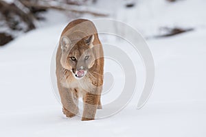 Mountain lion stalking in snow photo