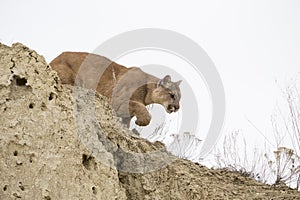 Mountain lion stalking towards prey photo