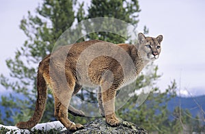 Mountain Lion standing on rock