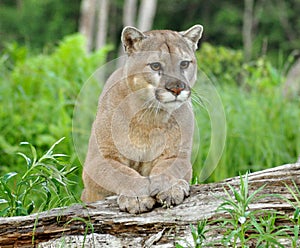 Mountain Lion stares at attention.