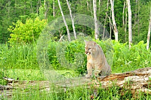 Mountain Lion steps on a fallen log.