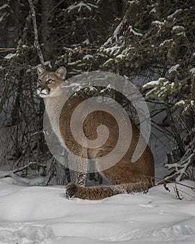 Mountain Lion striking a pose