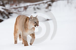 Mountain lion walking along snowy river