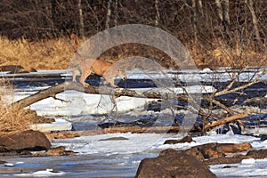 Mountain Lion walking on dead tree over a frozen river photo