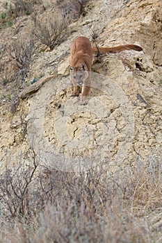 Mountain lion walking down steep ravine