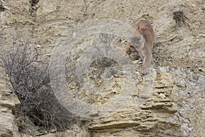 Mountain lion walking on ledge