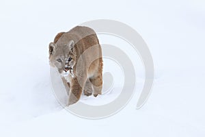 Mountain lion walking in snow