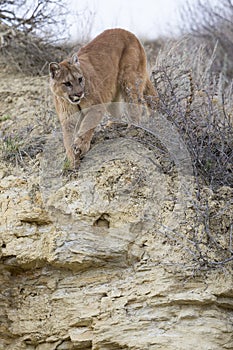 Mountain lion walking towards prey