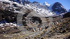 Mountain llama and Condoriri peak from Cordillera Real, Andes, Bolivia