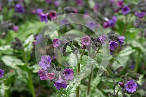 Mountain Lungwort, Pulmonaria montana, bluish-purple flowers