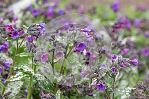 Mountain Lungwort Pulmonaria montana, bluish-purple inflorescence