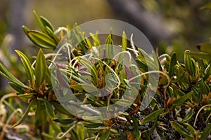 Mountain Mahogany Cercocarpus ledifolius Detail Feathery -Tailed Fruit-
