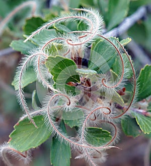 Mountain mahogany