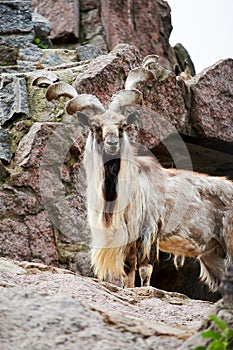 Mountain Markhor with twisted horns looks into the distance on top of a rock