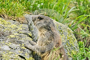 Mountain marmot in High Tatras in Hlinska dolina valley