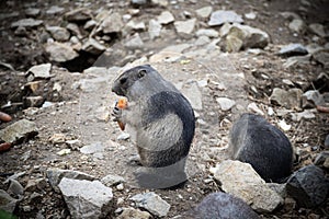 Mountain marmot holding and eating carrot