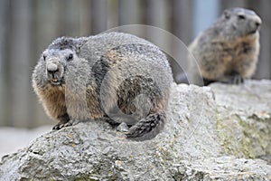 mountain marmot portrait animals zoo