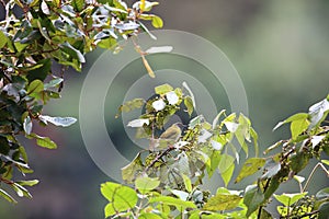 Mountain masked apalis