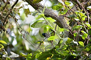 Mountain masked apalis