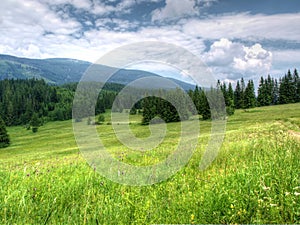 Mountain meadow photo