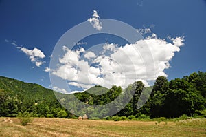 Mountain meadow