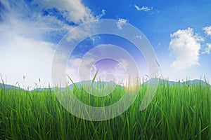 Mountain meadow background and bright sky in spring. Empty space for text