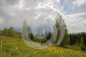 Mountain meadow