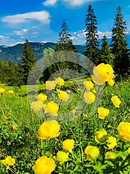 Mountain meadow with European globeflower photo