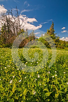 Mountain meadow with flowers near Zadna Hola in Low Tatras